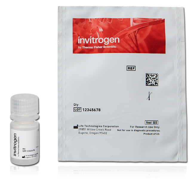 invitrogen molecular probes