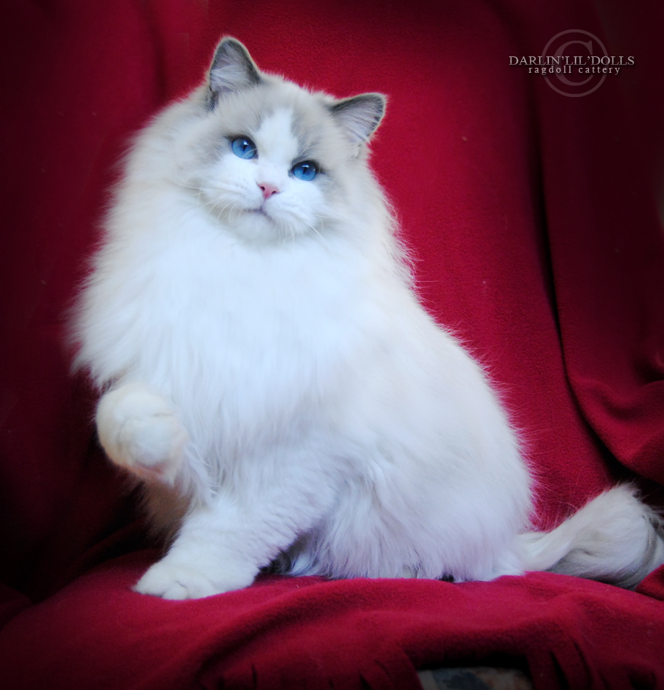 ragdoll kittens for sale ottawa