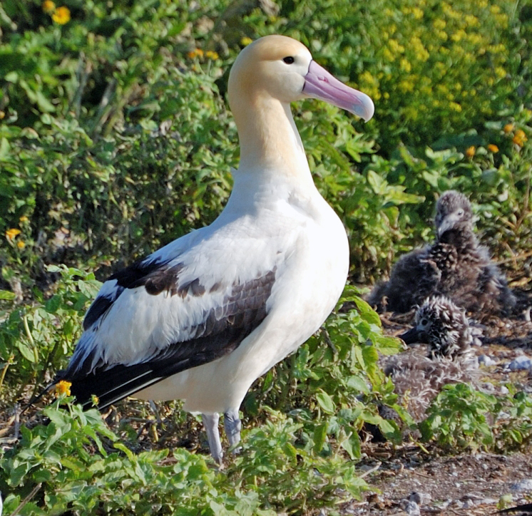 albatross in tagalog