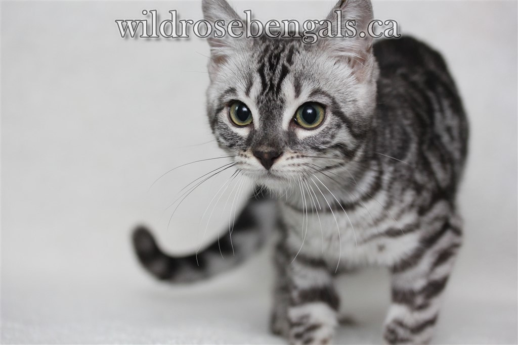 kittens for sale alberta