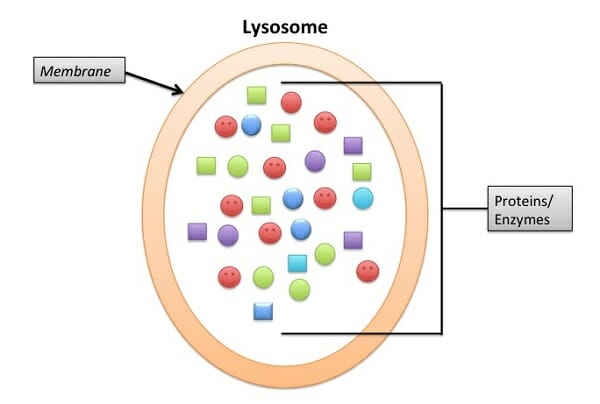which of the following describes a lysosome