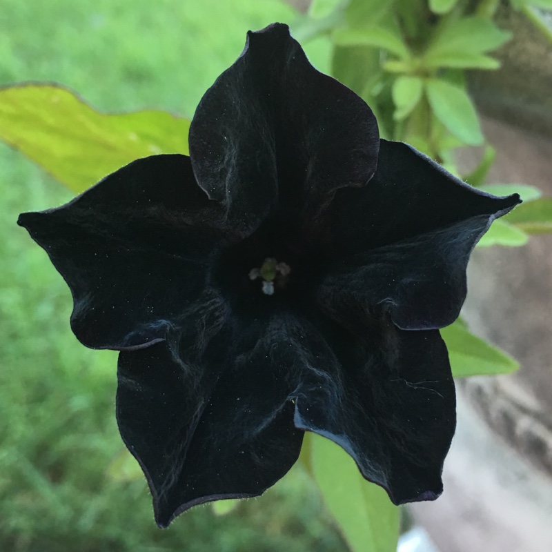 petunia black ray