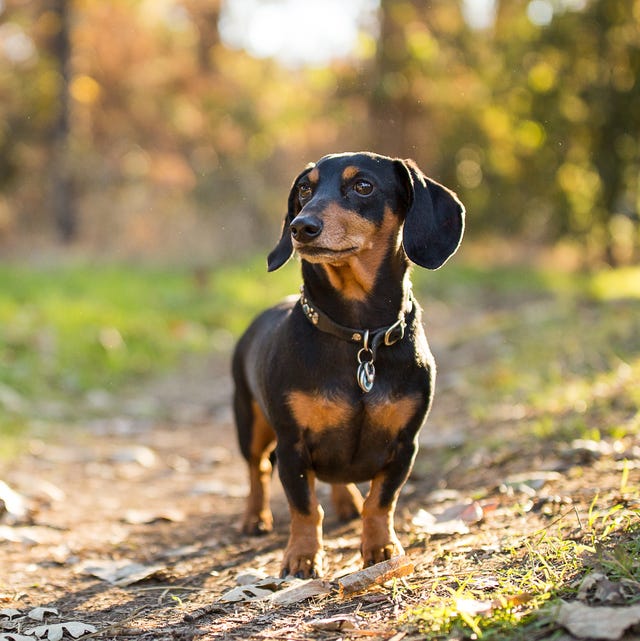 dachshund kennel club