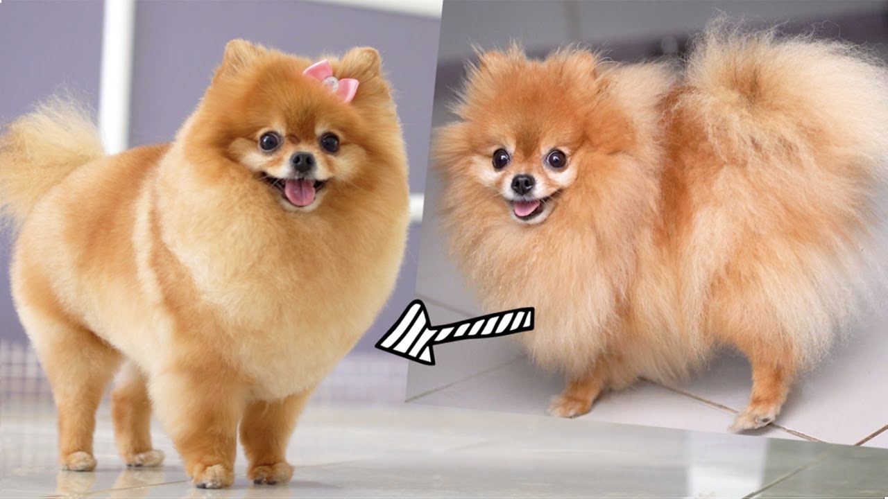 pomeranian cut