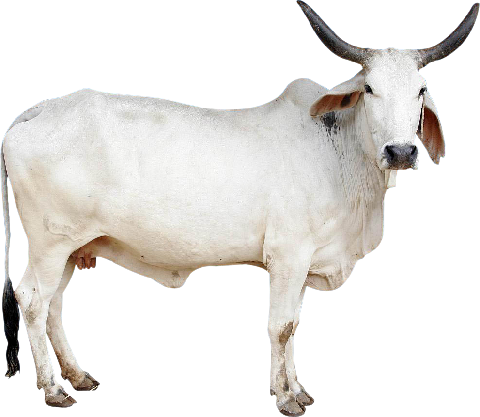 cow png