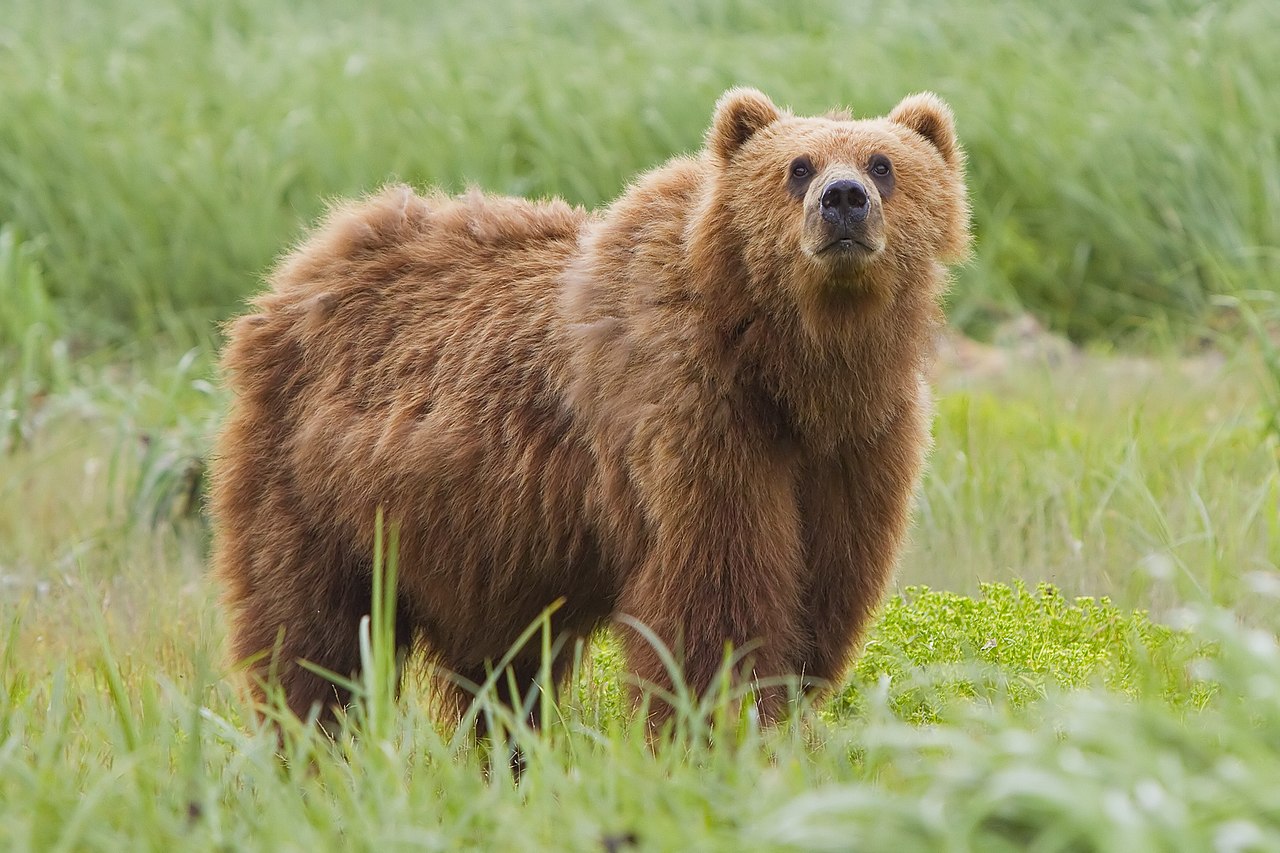 kodiak ne demek