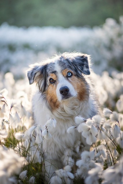 mountain fire aussie