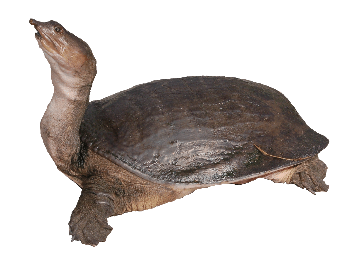 gumball turtle
