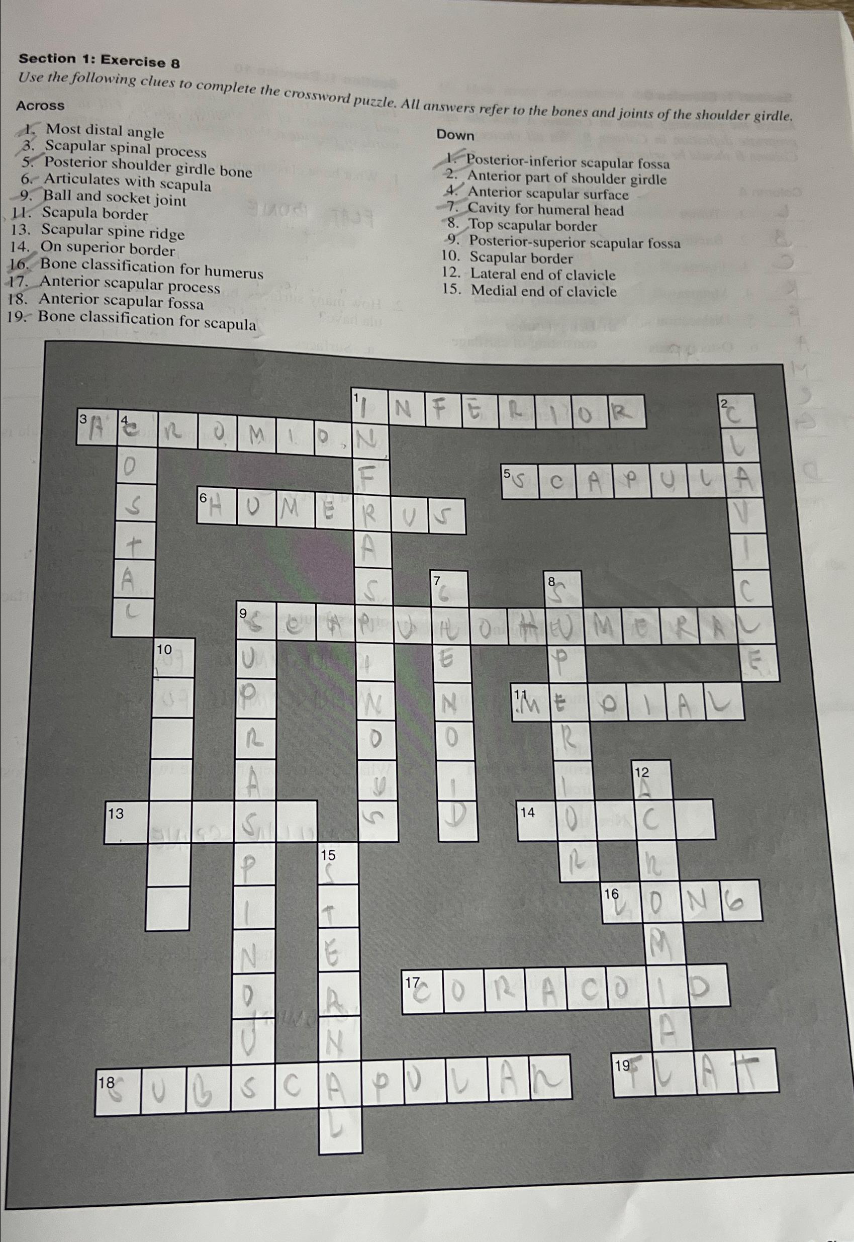 any of 12 spinal bones crossword clue