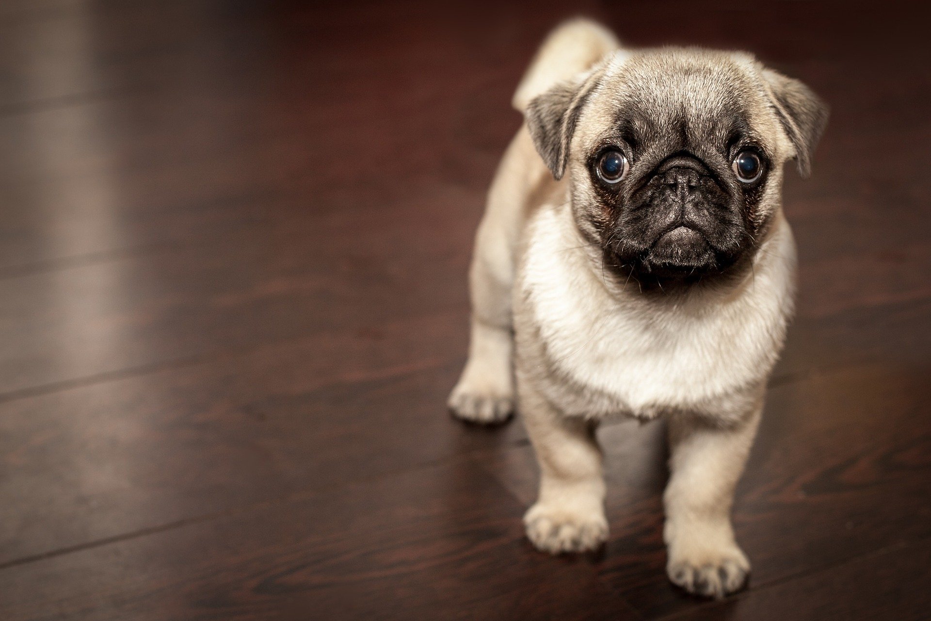 imagenes de perros pug