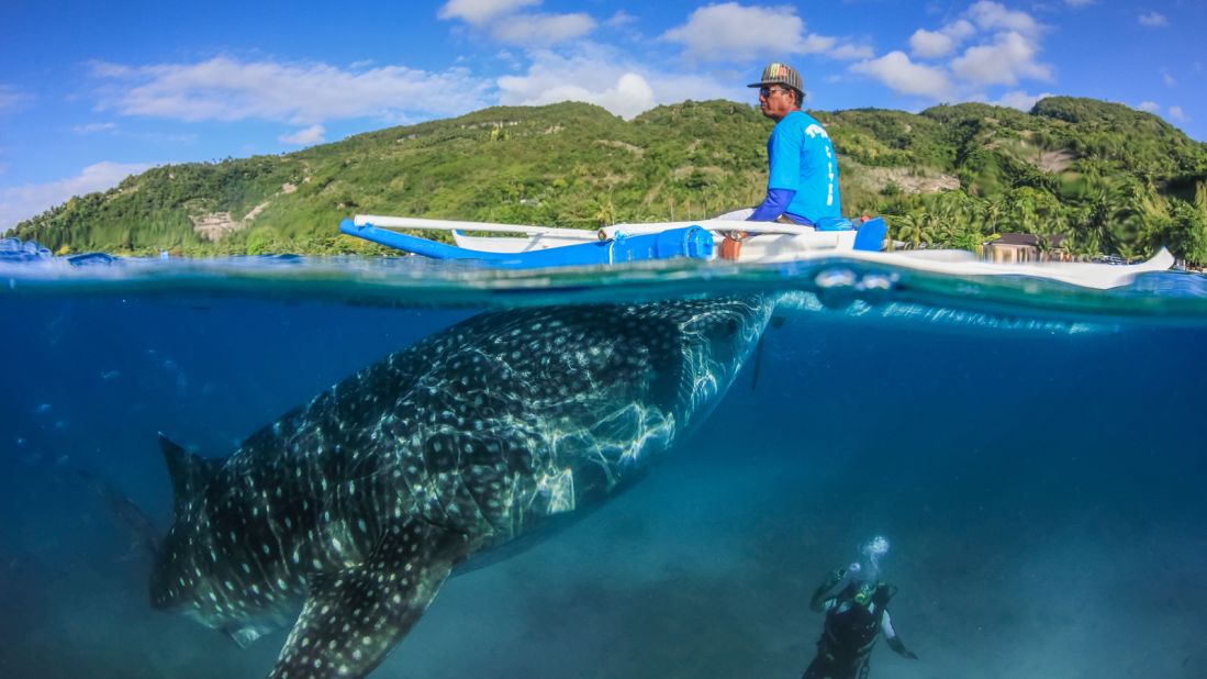 philippines whale shark oslob