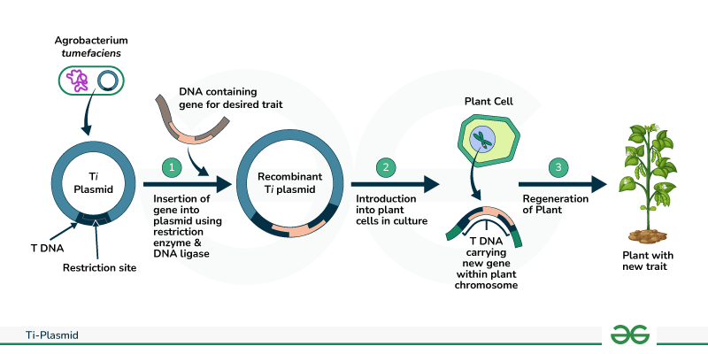 ti plasmid is obtained from which of the following