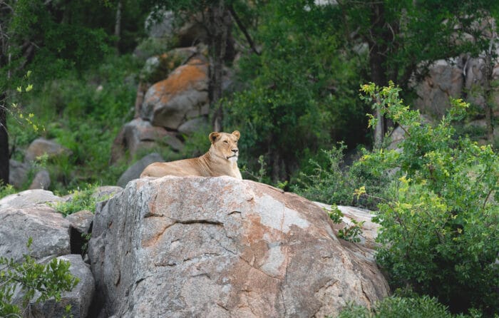 londolozi blog