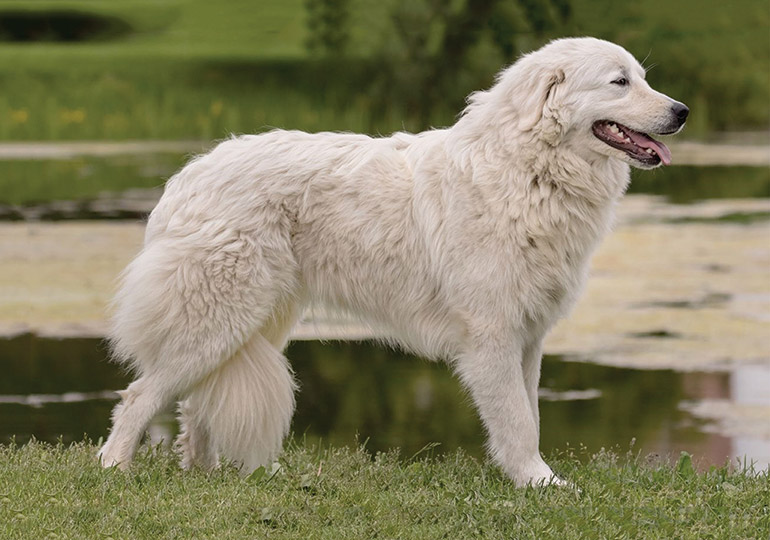 maremma sheepdog temperament