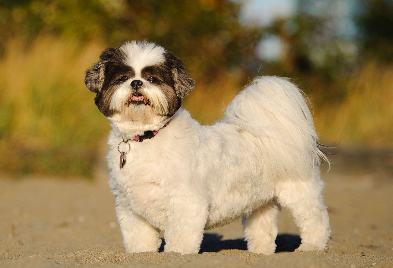 photo of shih tzu