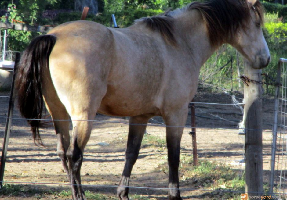 quarter horse for sale nsw