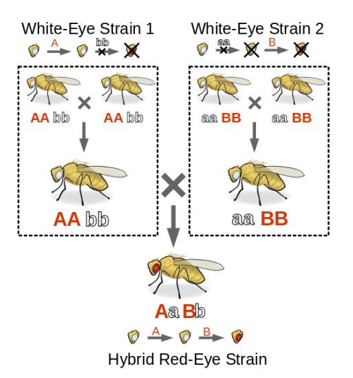 complementation