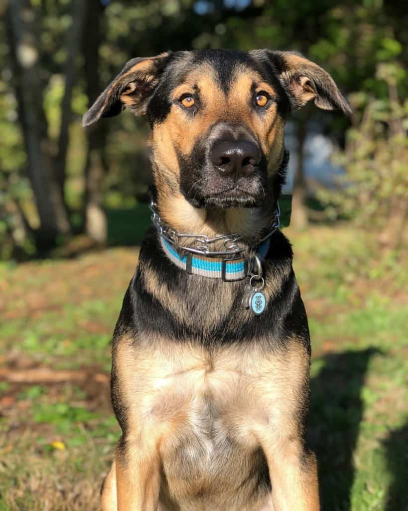 labrador shepherd mix