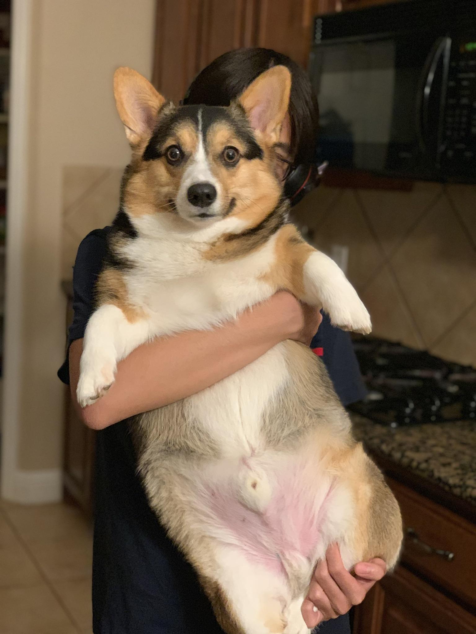 huge corgi