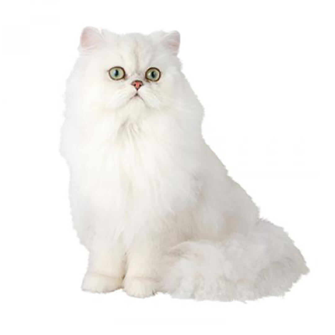 chinchilla persian cats