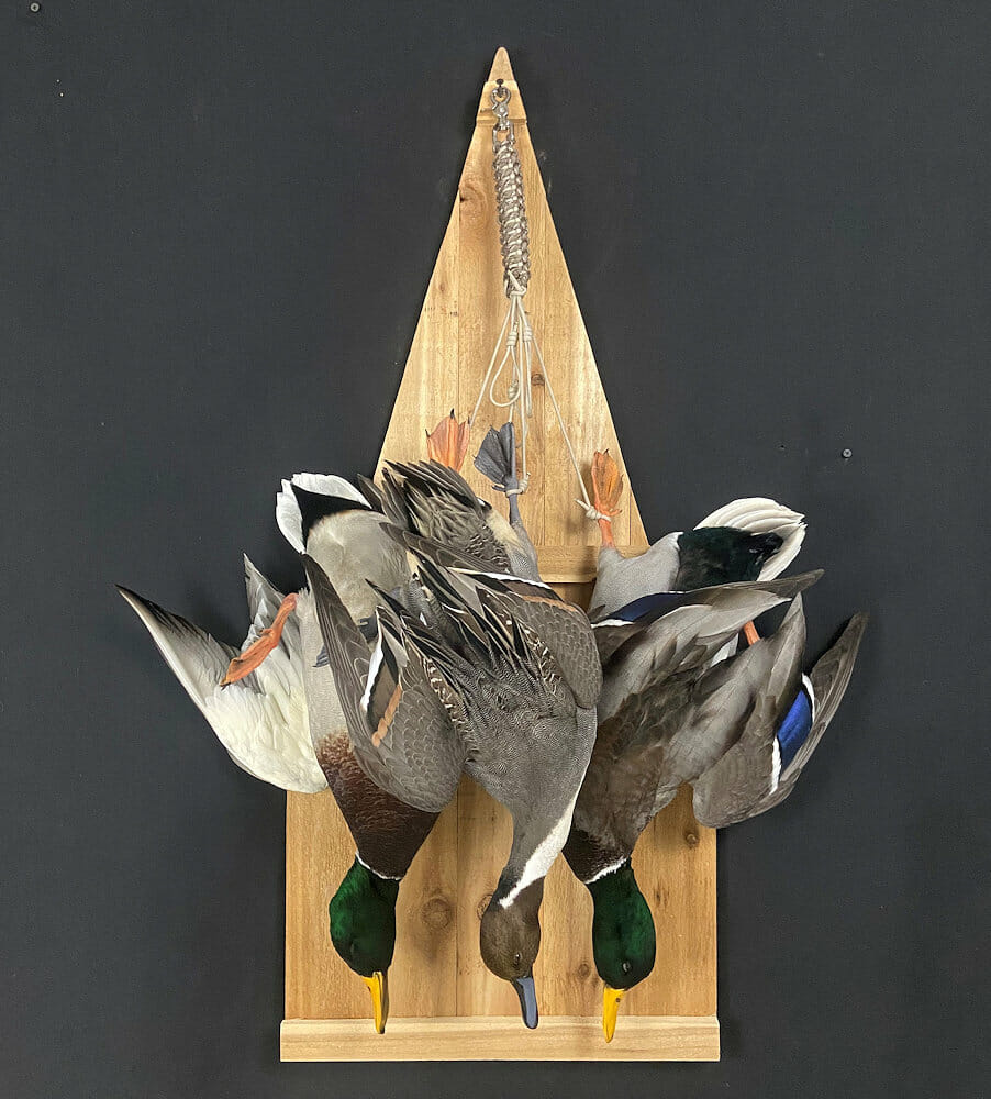 pintail dead mount