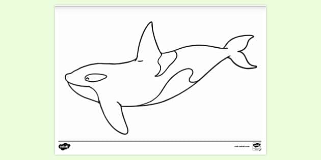 killer whale coloring page