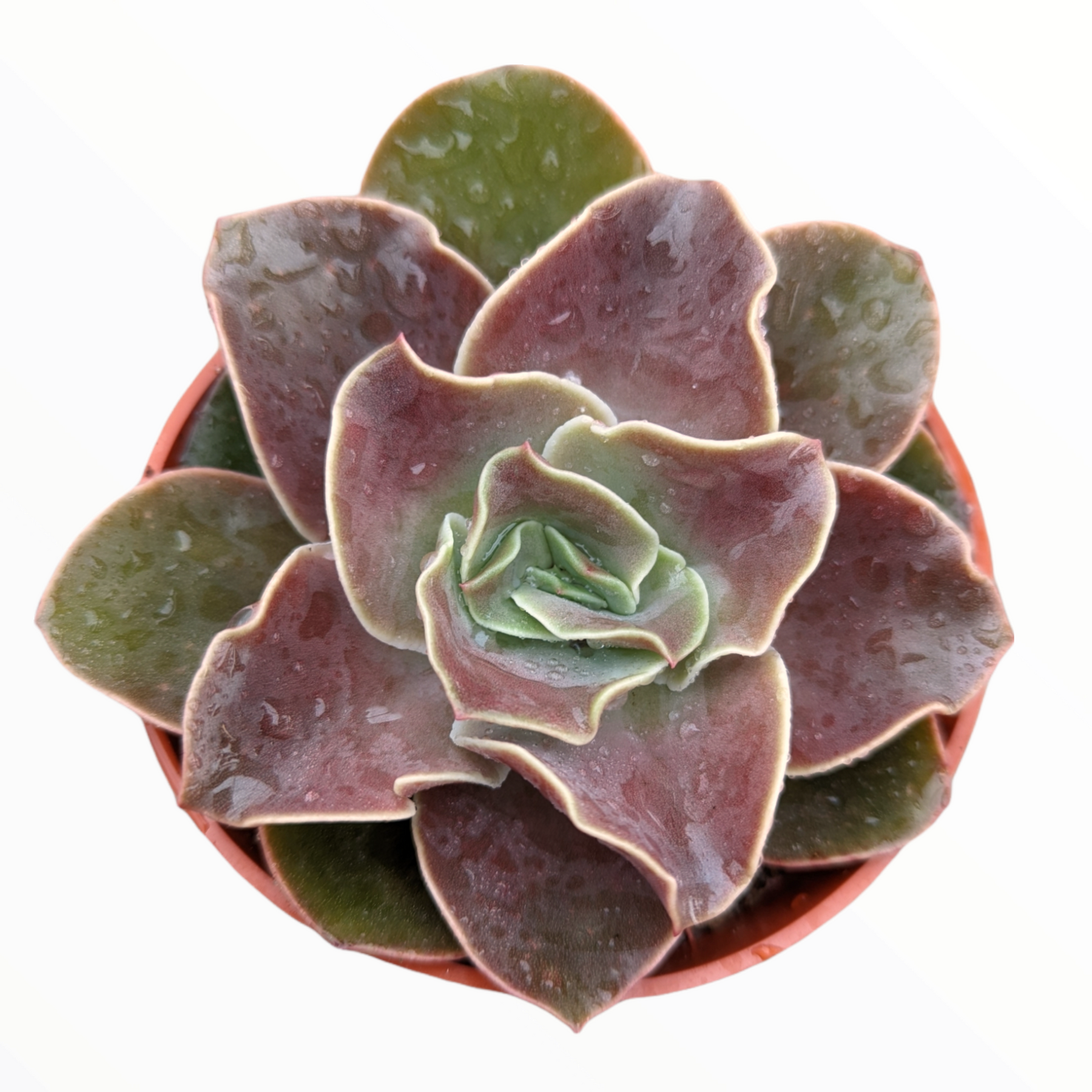 echeveria fireglow