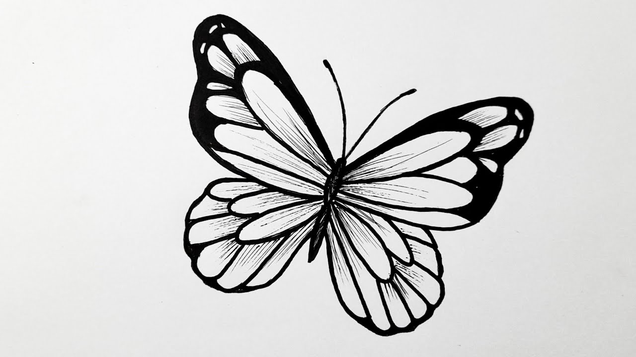 butterfly draw easy