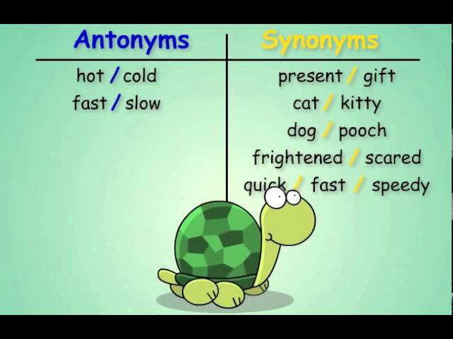 anatomy and synonyms
