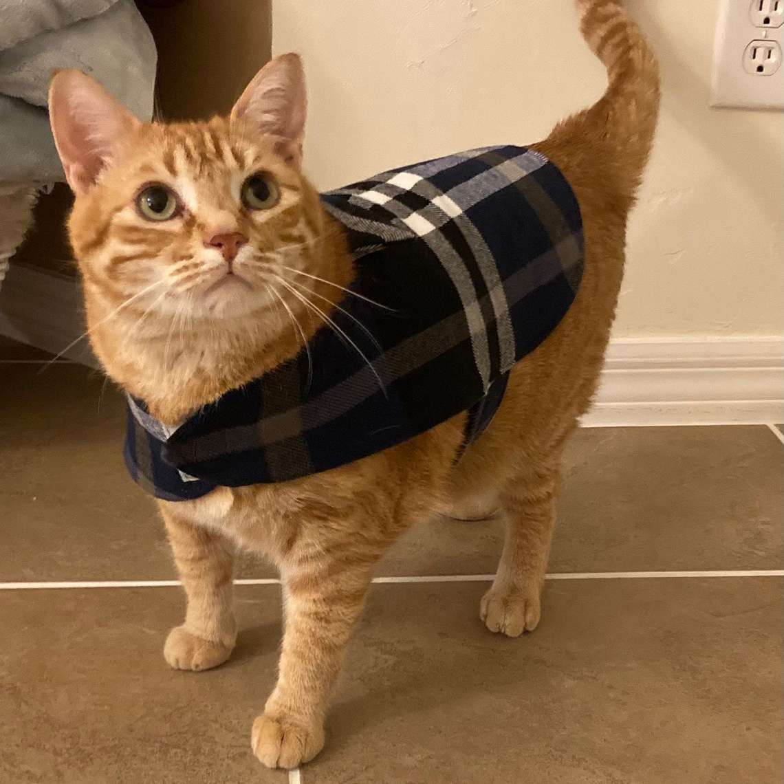 cat coats for winter