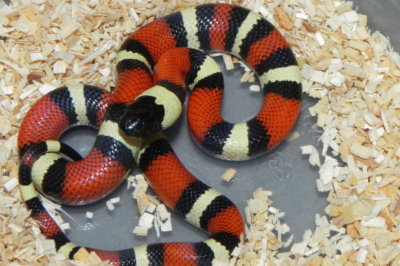 milk snake for sale