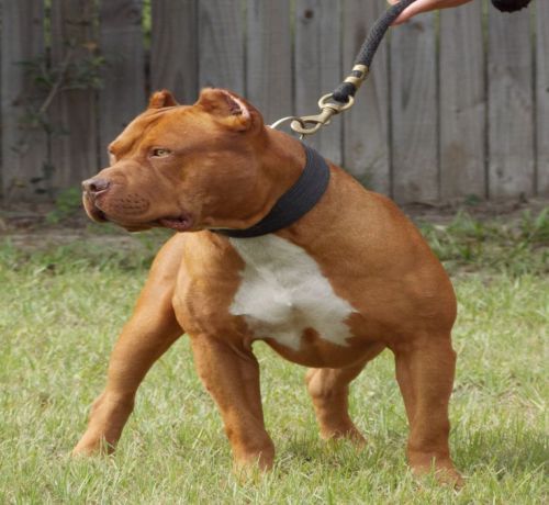 dog breeds red nose pitbull