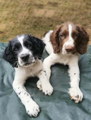 english springer spaniel puppies for sale uk