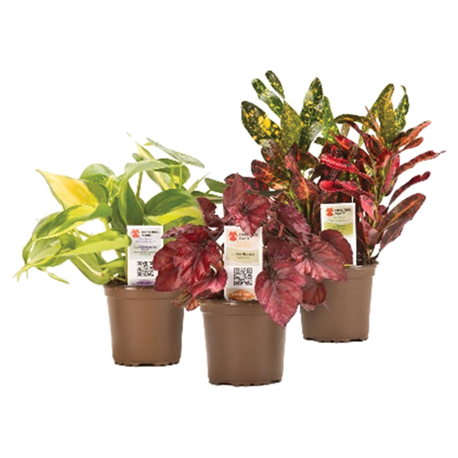 rona house plants