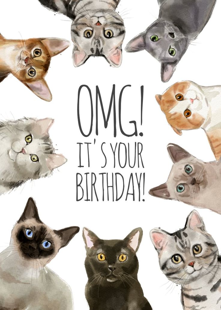 pictures of happy birthday cats