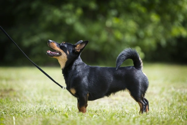 lancashire heeler for sale uk