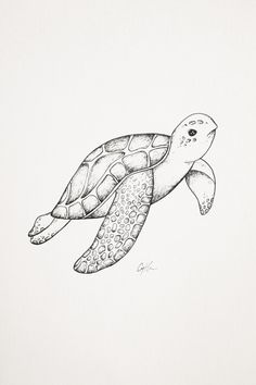 turtle sketch