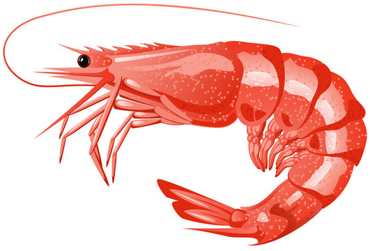 shrimp clipart