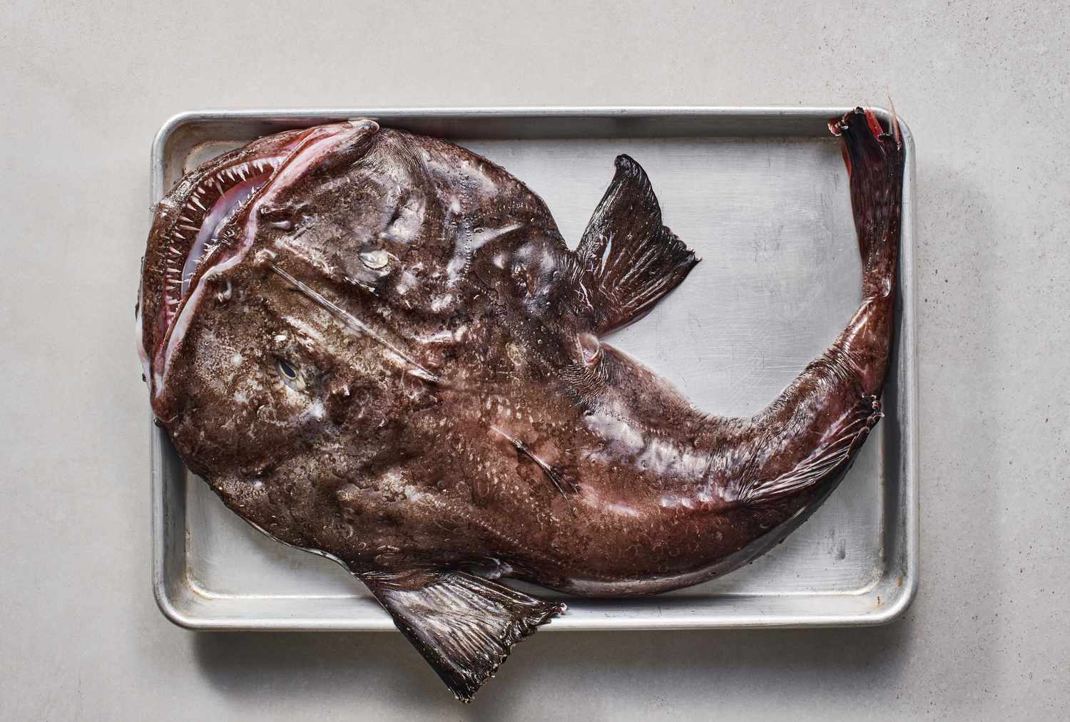 monkfish photos