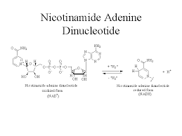 nadh2 full form in biology