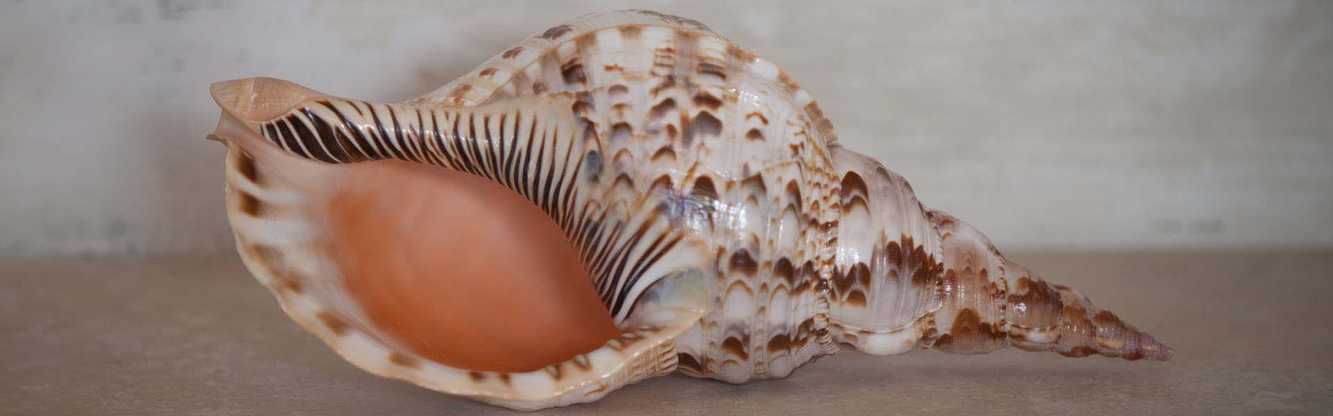 large shells for sale