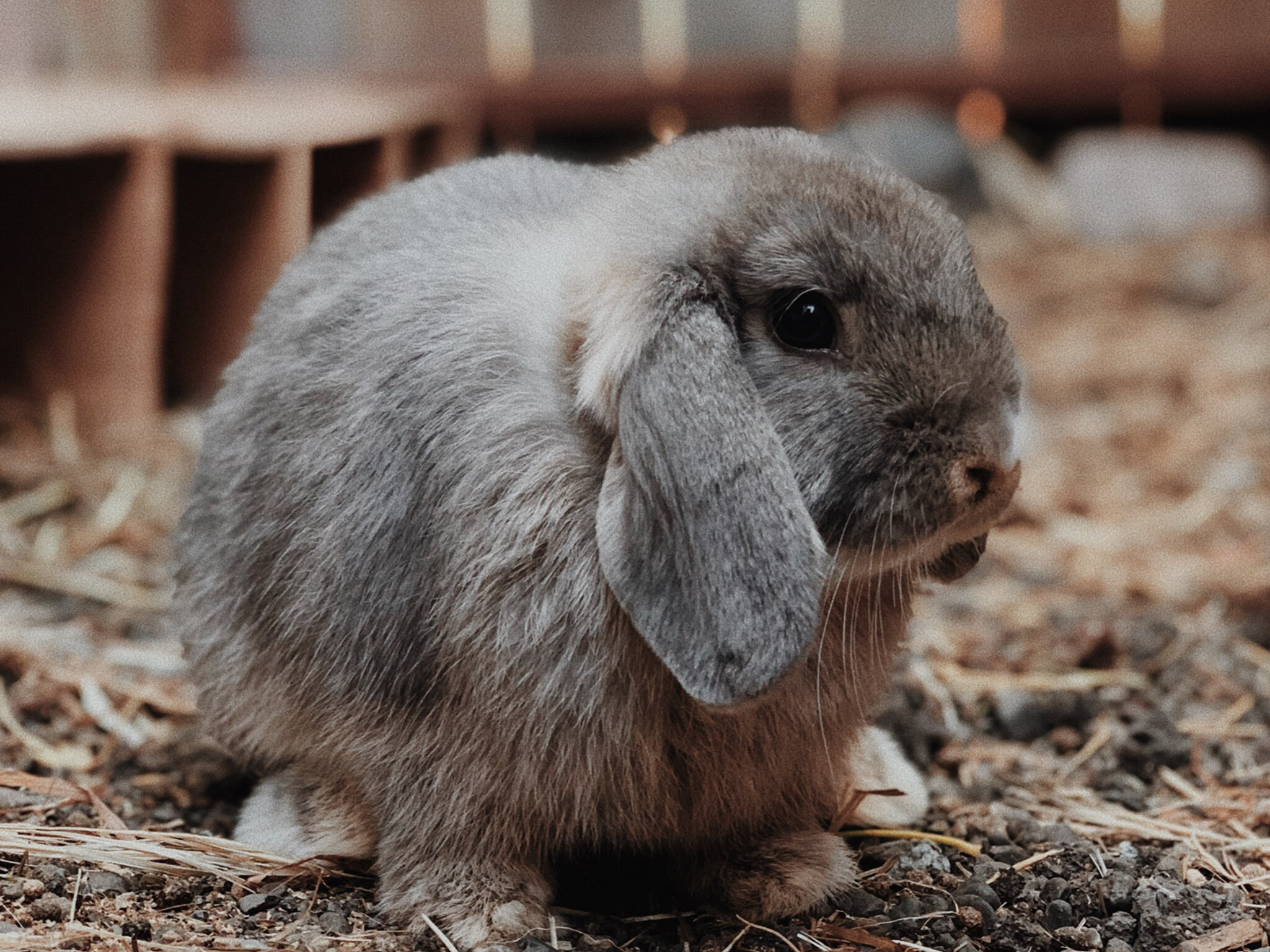 rabbits for sale in tennessee