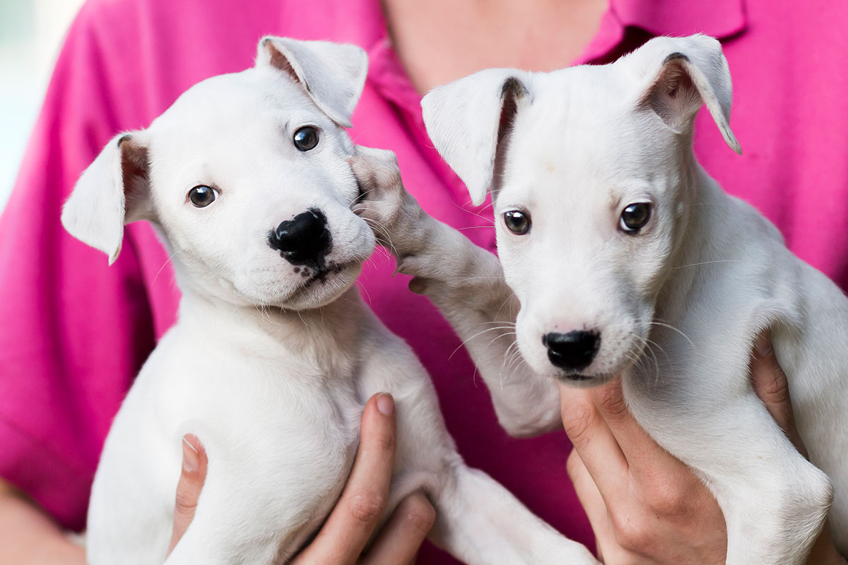 puppies for sale coffs harbour