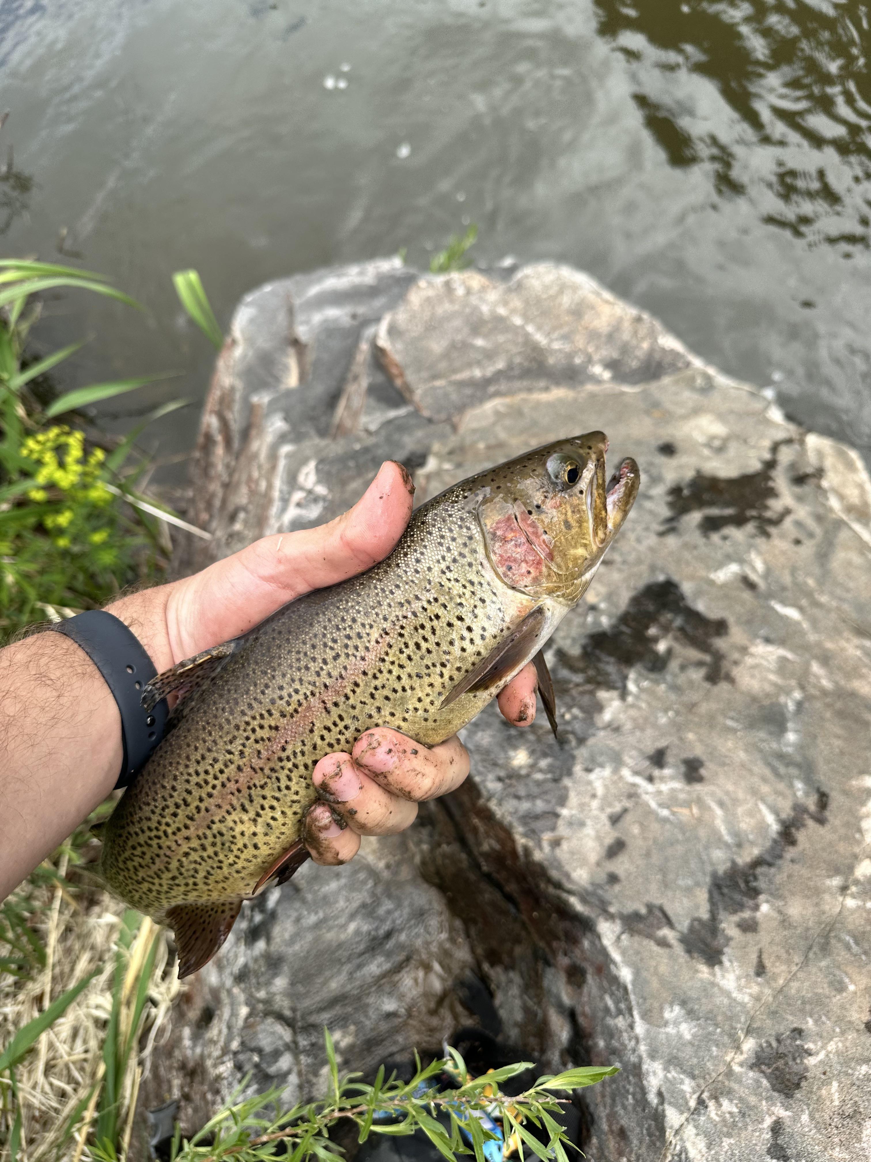 trout for clout reddit