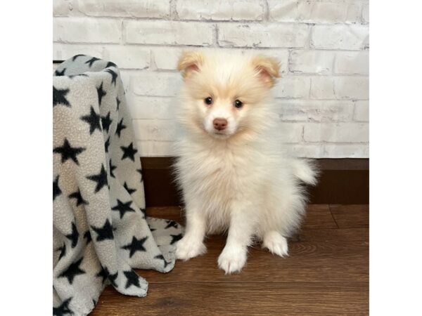 pomeranian female dog