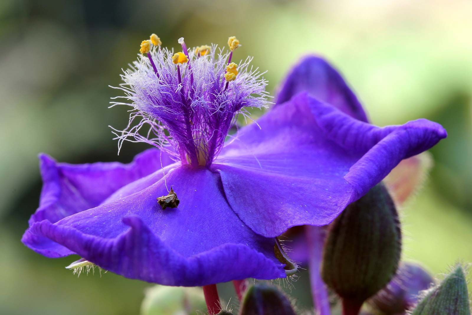 purple wort flower