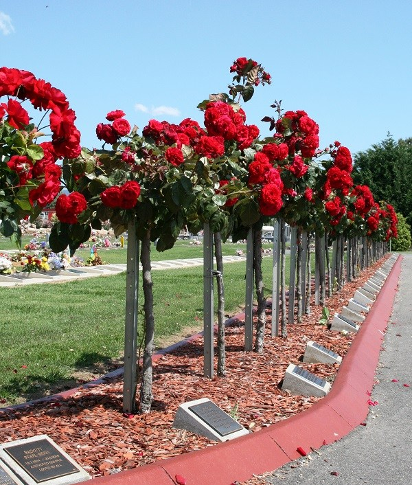 wodonga cemetery