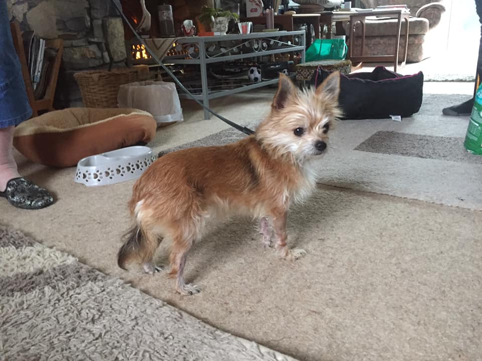 chihuahua yorkie x