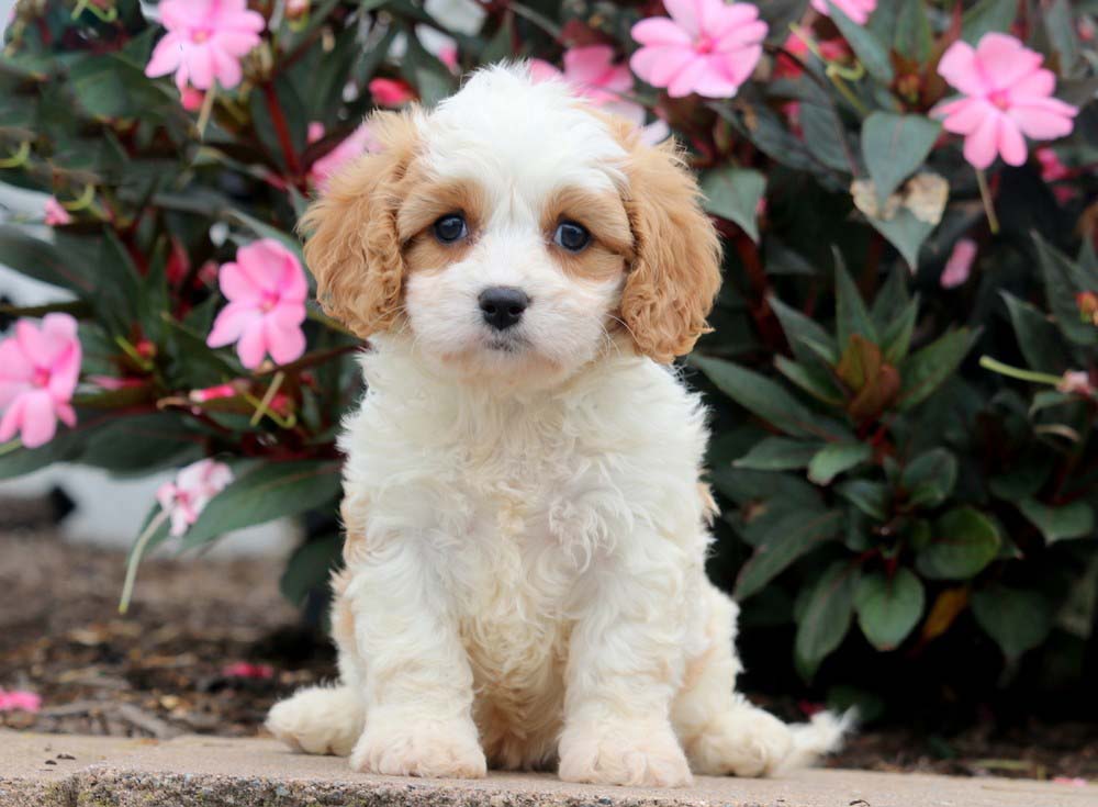 cavachon dog for sale