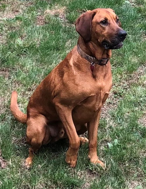 coonhound and lab mix